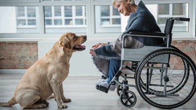 does assisted living allow dogs